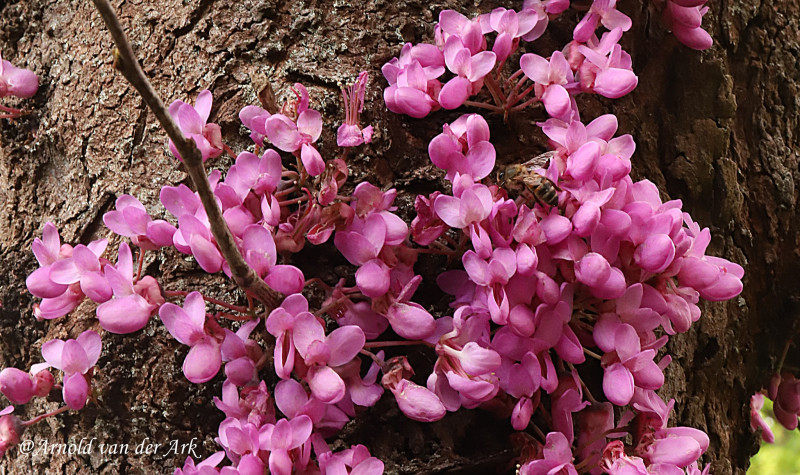 Judasboom-Cercis siliquastrum-Bloeiende-voorjaarsbloeier-roze-bloemen-zonder-bladeren-kale-hout-voorjaar-boom